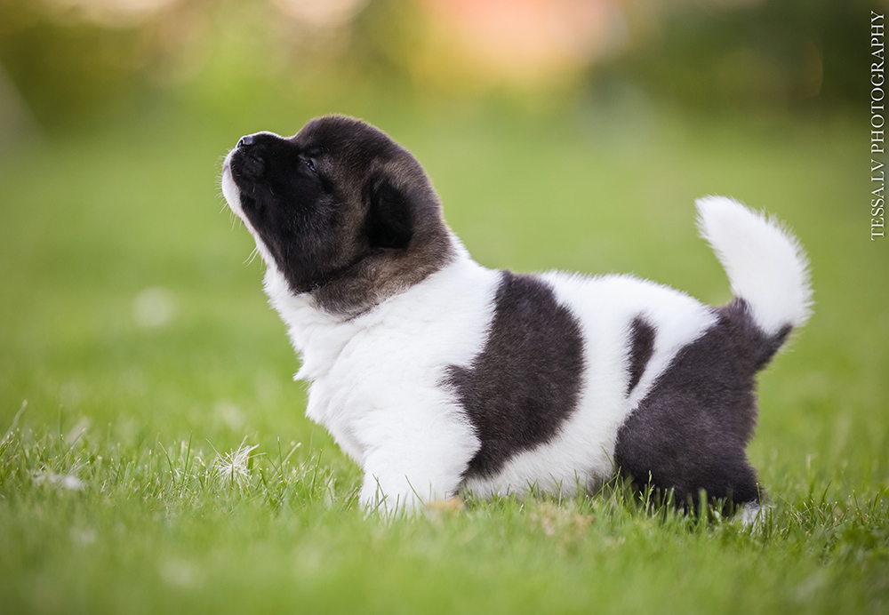 American akita puppy DRACO 3 weeks