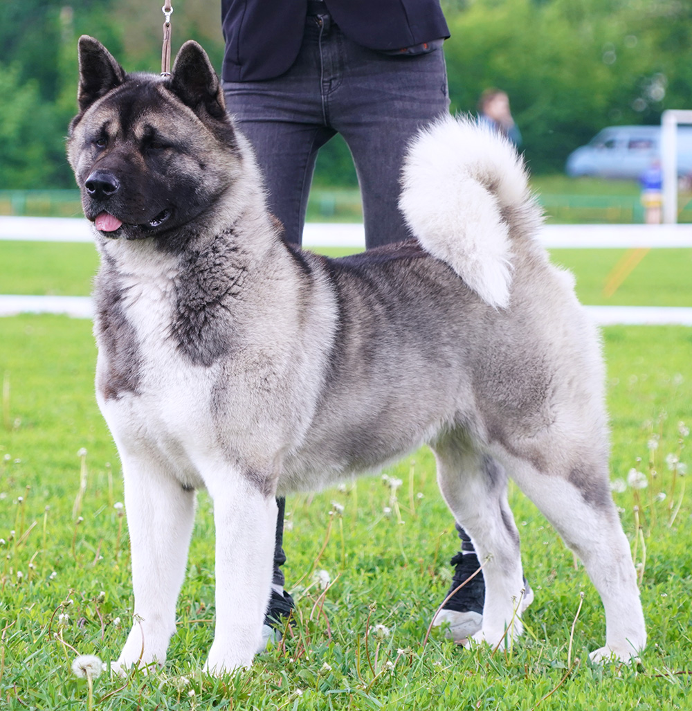 AMERICAN AKITA ::: AVRORA ::: Американская акита