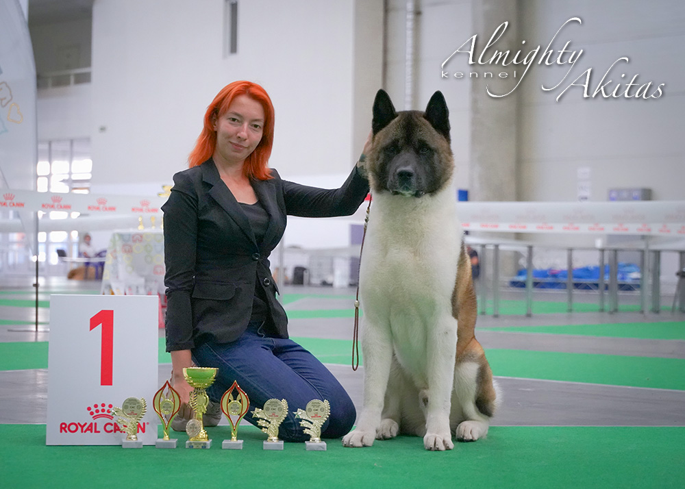 American akita ALL FOR ALMIGHTY BEFORE HEAVEN