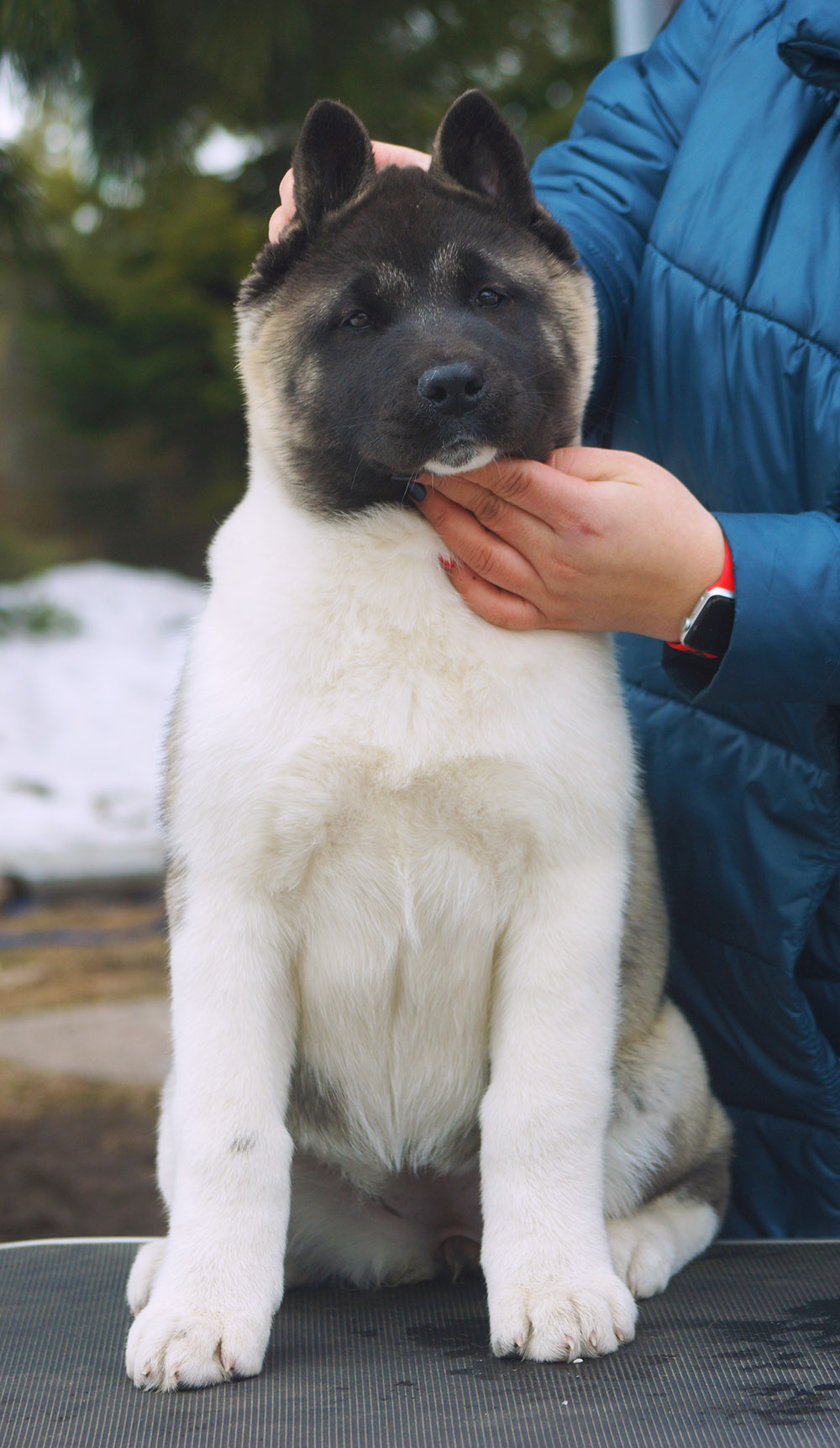 american akita puppy Siberian Hunter ORSA - 4 mon