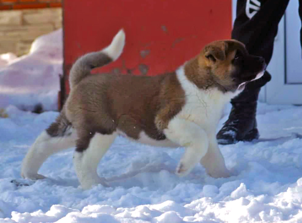 #щенок_американской_акиты_SIBERIAN_HUNTER_ONLEY