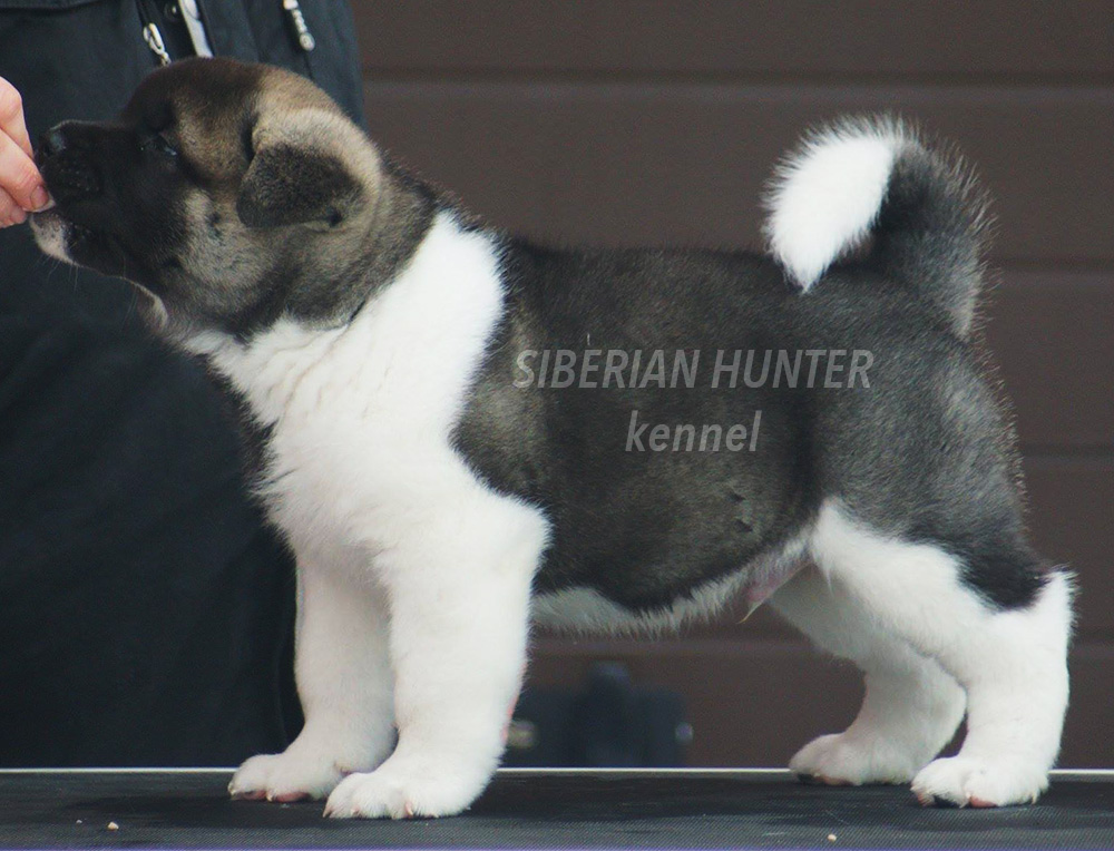 Щенки Американской акиты ::: American Akita puppies ::: 4 months