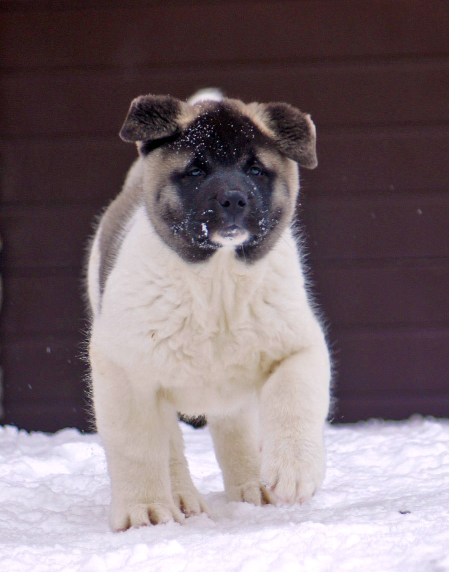american akita puppy Siberian Hunter ORSA