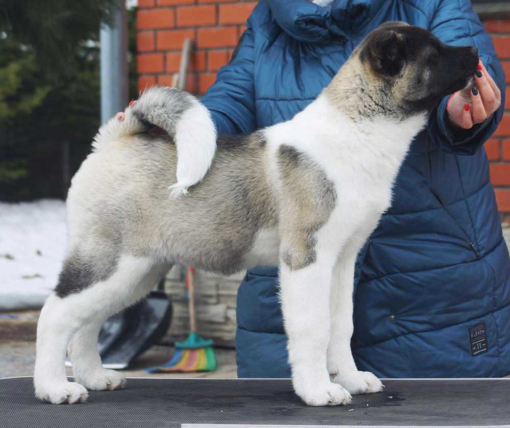 american akita puppy Siberian Hunter ORSA - 4 mon