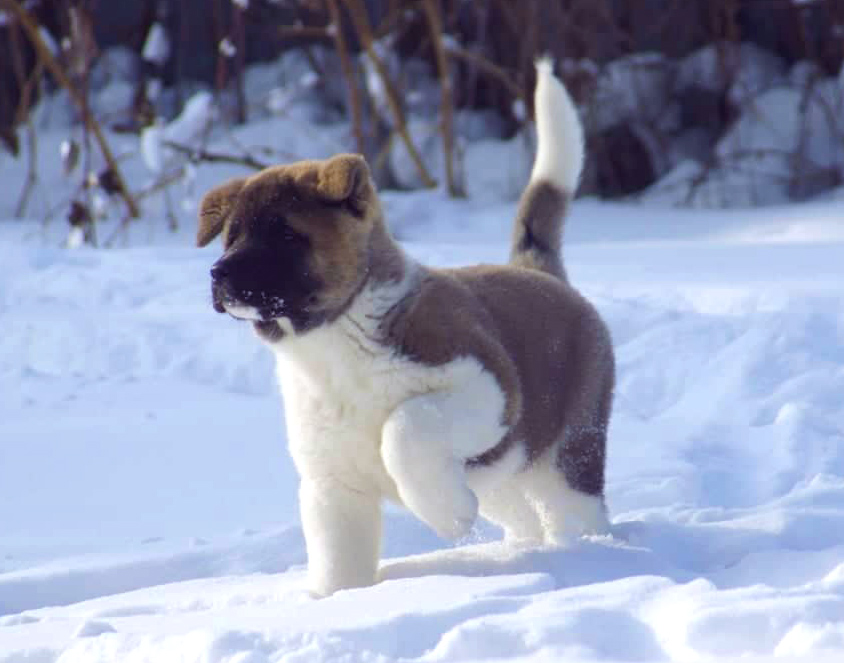 American Akita puppy SIBERIAN HUNTER OTHELLO