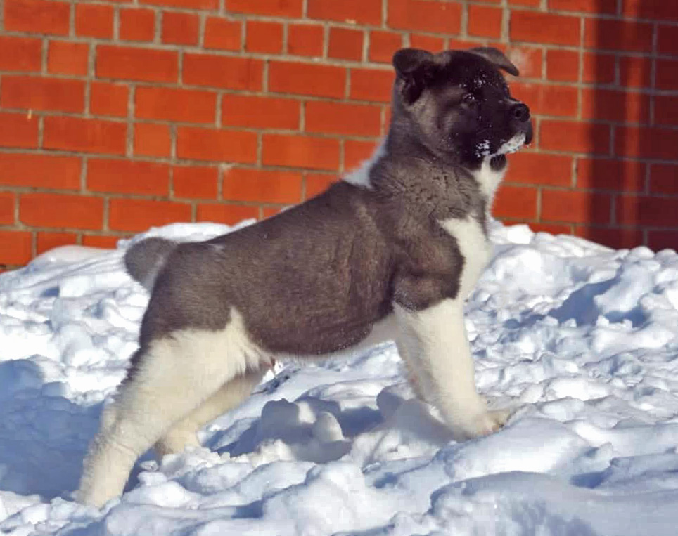 American Akita puppy SIBERIAN HUNTER OCEAN BLUE