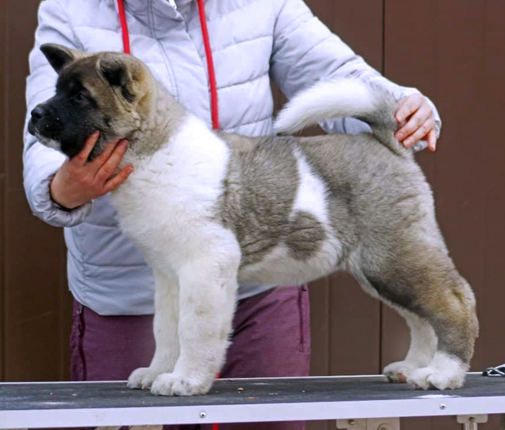 American Akita puppy ::: щенок Американская акита 