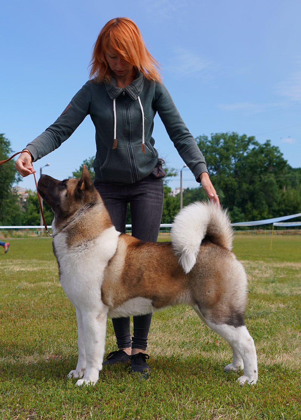 Американская акита SIBERIAN HUNTER DAISY BEAUTY (KIRA)