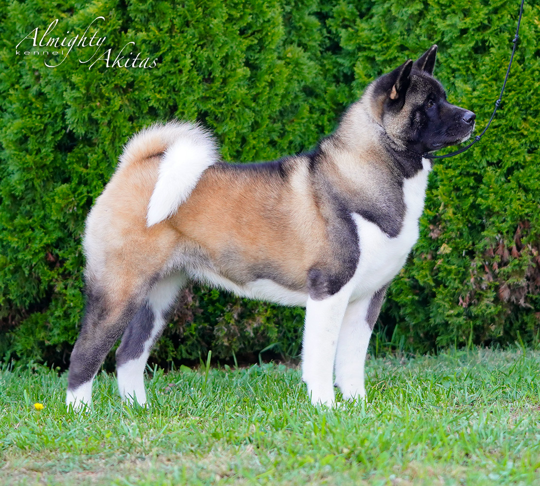 American akita HONYA