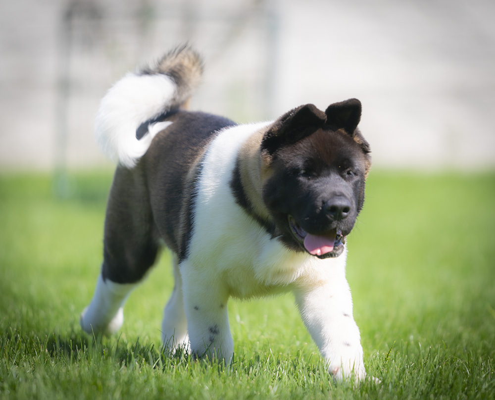 American Akita PUPPY - 3,5 months