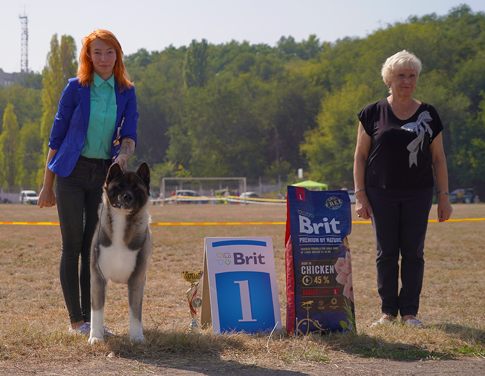 AMERICAN AKITA  ::: VICKY ::: АМЕРИКАНСКАЯ АКИТА