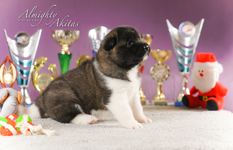 American akita puppy, AFA HAPPY HUNTER, female, 25 days 