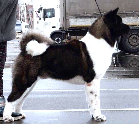 American Akita KEKS Американская акита