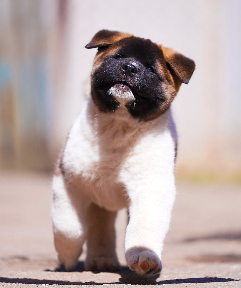 American akita puppy VIGGO KING OF THE RING ::: Щенок американской акиты VIGGO KING OF THE RING