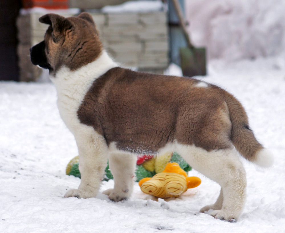 #щенок_американской_акиты_SIBERIAN_HUNTER_ONLEY