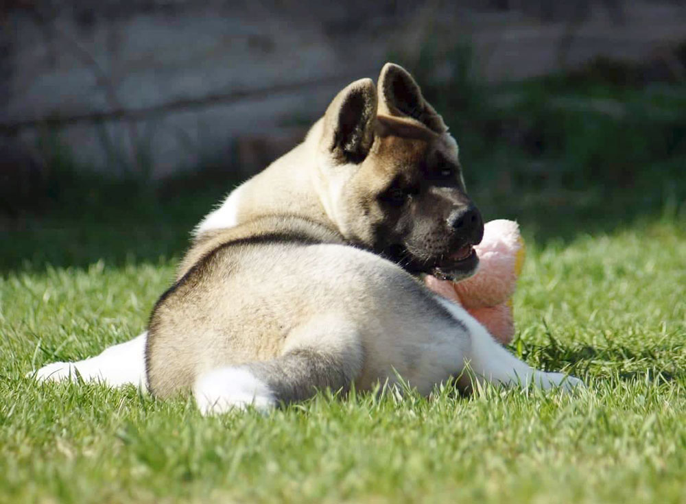 Щенки Американской акиты ::: American Akita puppies ::: 4 months