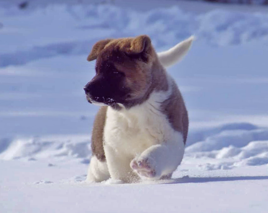 American Akita puppy SIBERIAN HUNTER OTHELLO