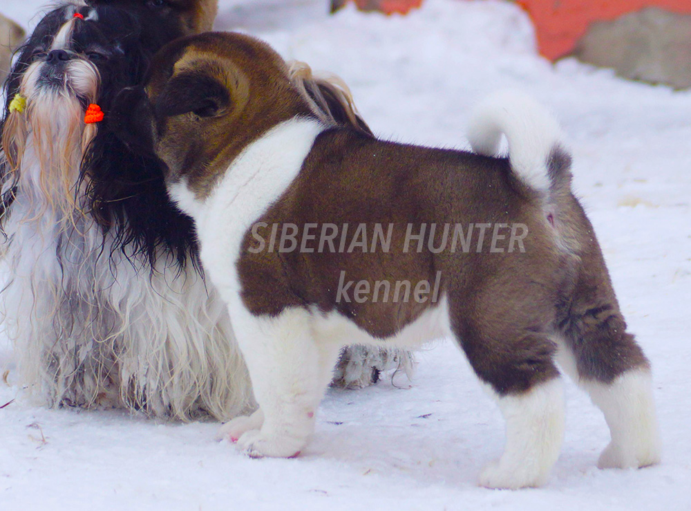 #bestdog #akitakemerovo #akitarussia #americanakitainrussia #bestpuppiesakita #puppiesakitaforsale #bloodchampions #puppyfromchampions #siberianhunterkennel #amakitakennelcom #americanakitakennel #akitabreeder #bestbreeder #bestpuppy #akitaamericano #kenn