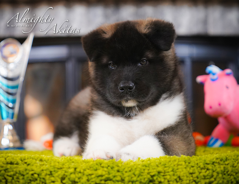 American akita puppy, AFA HURRICANE EYE, female, 6 weeks