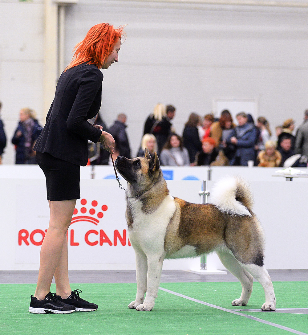 American Akita SIBERIAN HUNTER DAISY BEAUTY (KIRA)