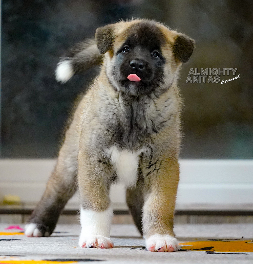 american akita puppy 7 weeks