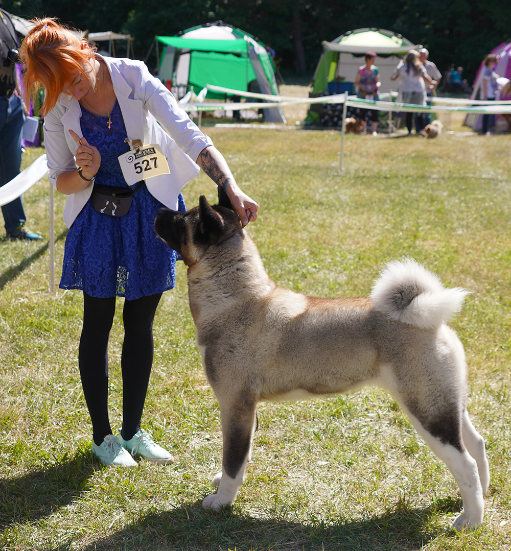 AMERICAN AKITA  ::: VICKY ::: АМЕРИКАНСКАЯ АКИТА