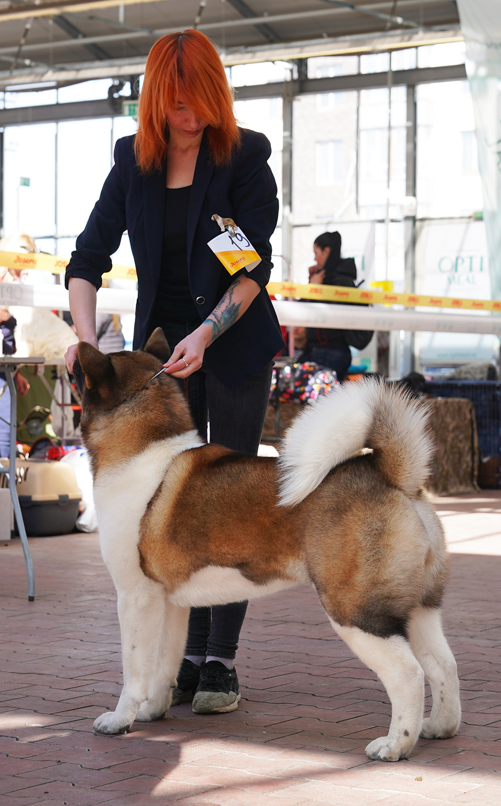 American Akita SIBERIAN HUNTER DAISY BEAUTY (KIRA)