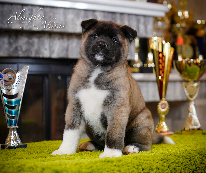 American akita puppy, AFA HONEST SOUL, female, 6 weeks