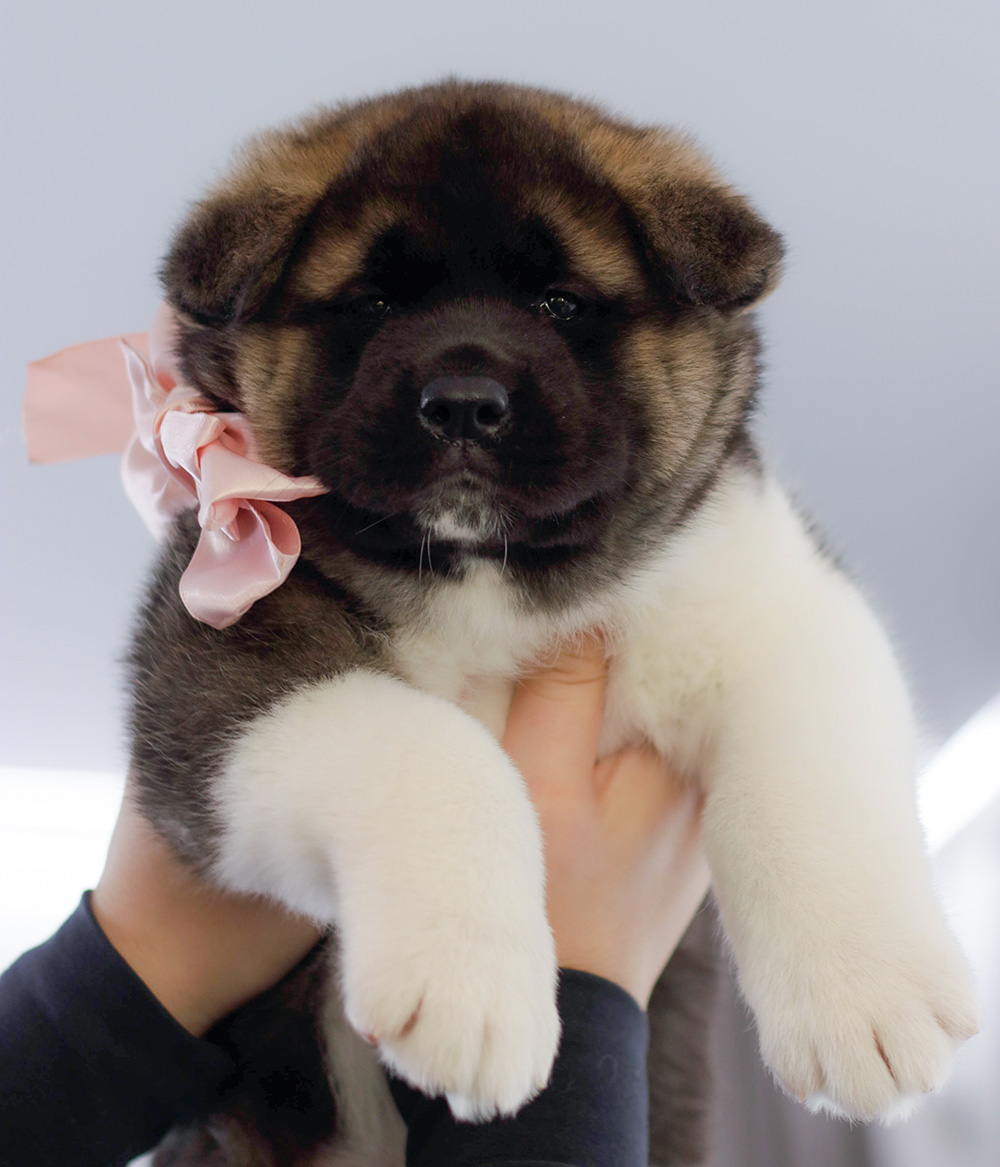 american akita puppy - MILKY WAY - 6 weeks