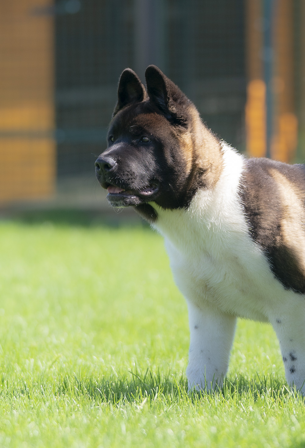 American Akita PUPPY - 3,5 months