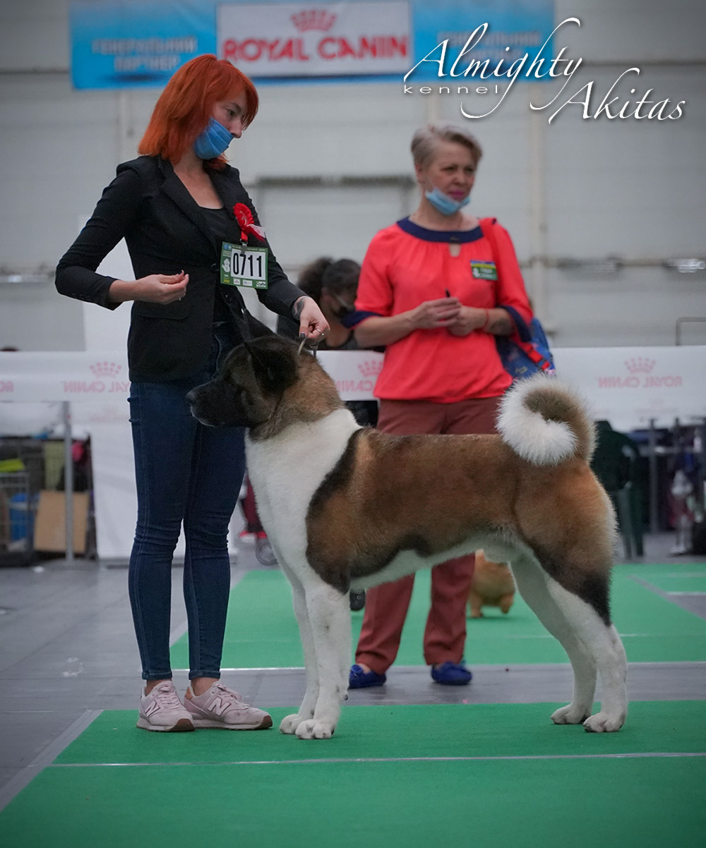 American akita ALL FOR ALMIGHTY BEFORE HEAVEN