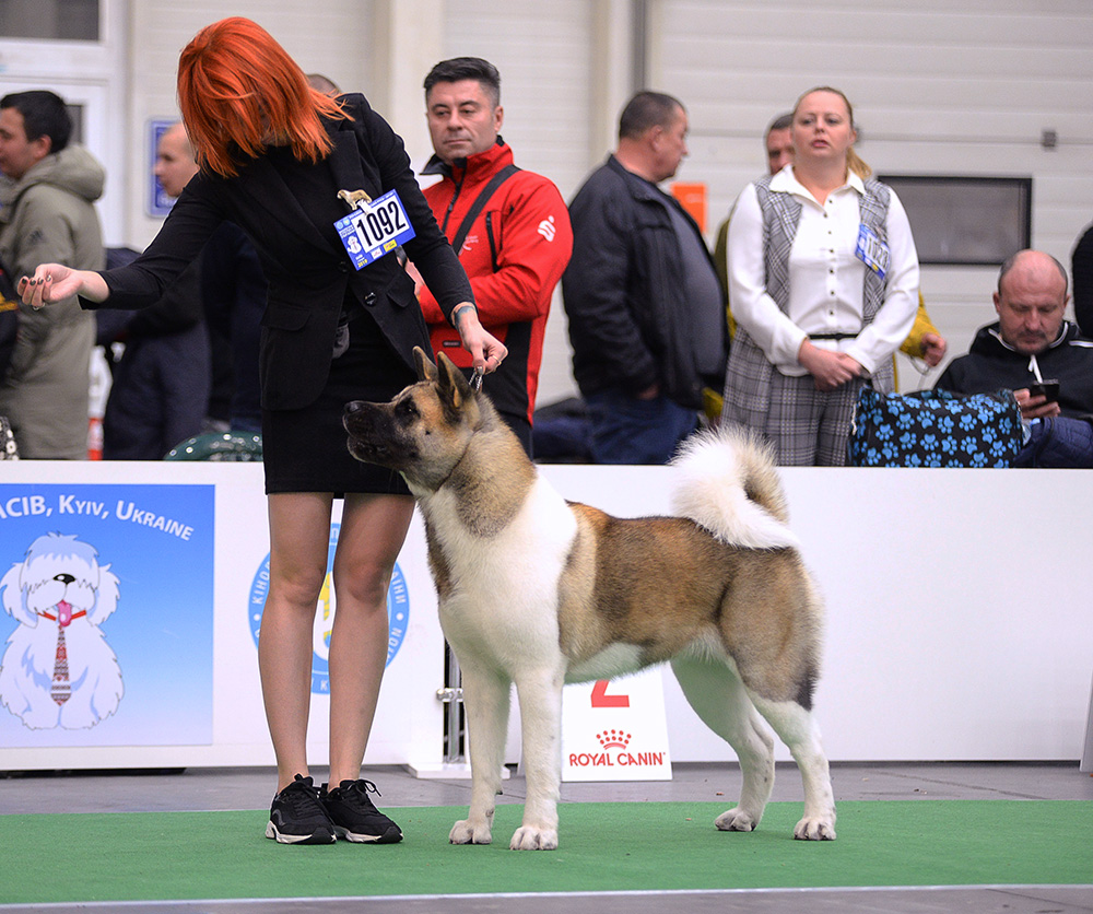Американская акита SIBERIAN HUNTER DAISY BEAUTY (KIRA)