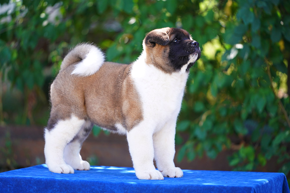 American akita puppy VIGGO KING OF THE RING ::: Щенок американской акиты VIGGO KING OF THE RING