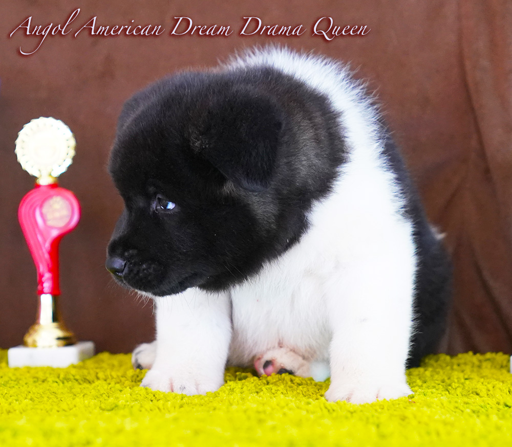 American Akita PUPPY - female- 6 weeks