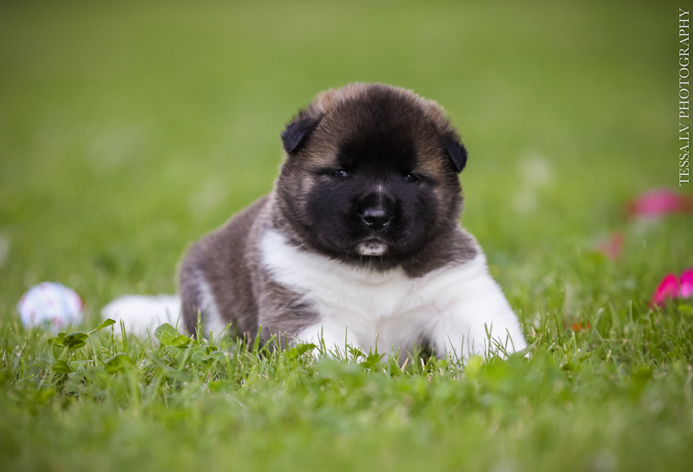 American akita puppy LUNA 3 weeks