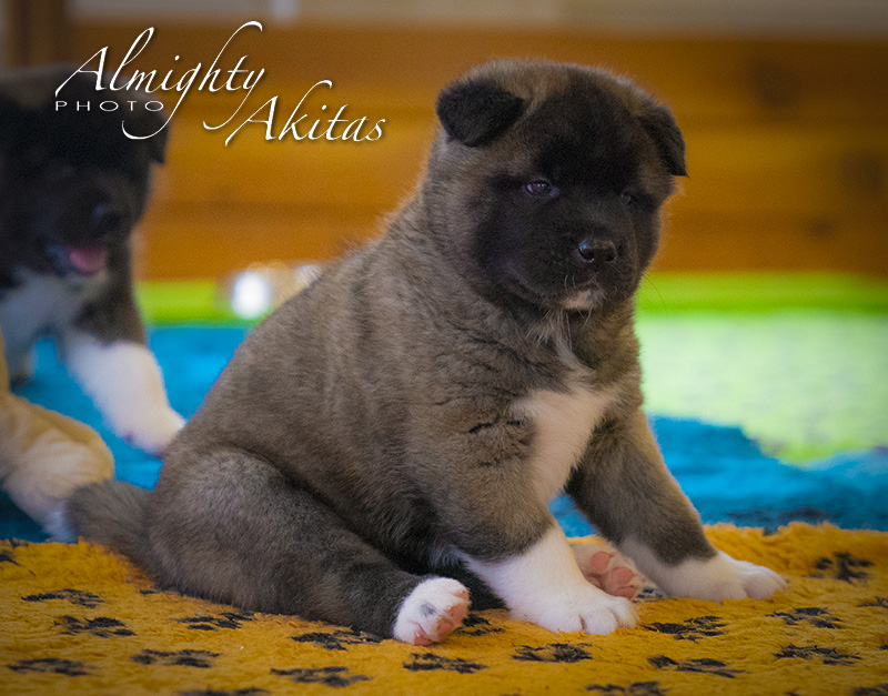 American akita puppy, AFA HONEST SOUL, female, 35 days 