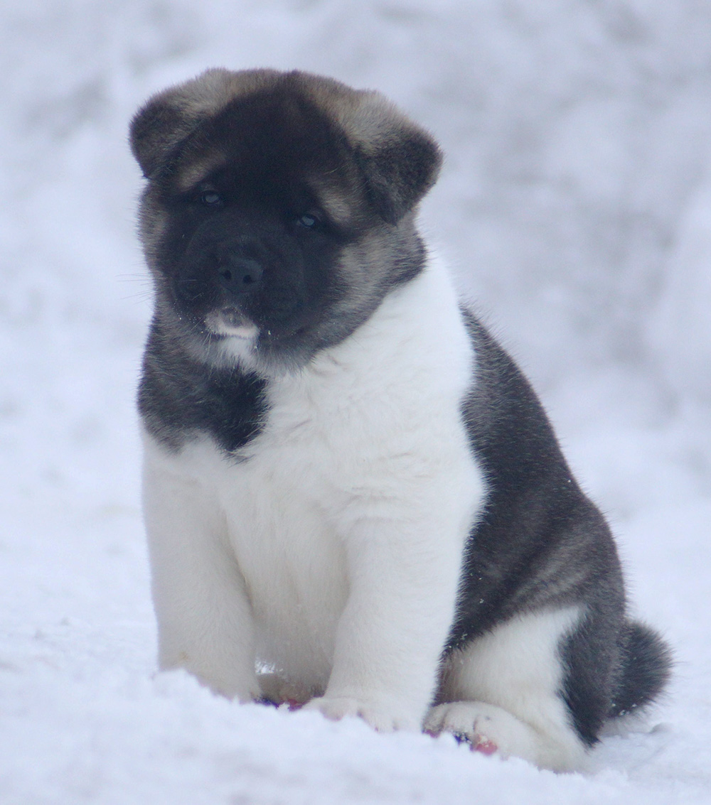 Щенки Американской акиты ::: American Akita puppies ::: 4 months
