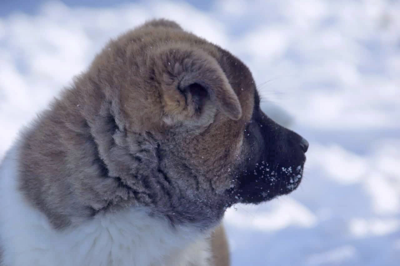 American Akita puppy SIBERIAN HUNTER OTHELLO