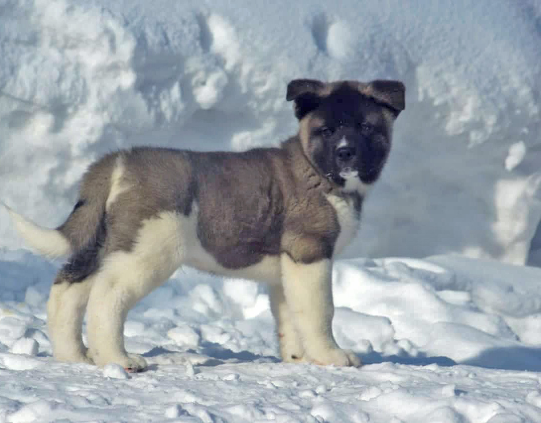 American Akita puppy SIBERIAN HUNTER OCEAN BLUE