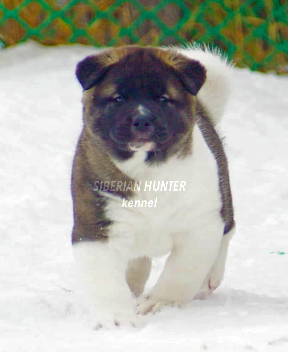 #bestdog #akitakemerovo #akitarussia #americanakitainrussia #bestpuppiesakita #puppiesakitaforsale #bloodchampions #puppyfromchampions #siberianhunterkennel #amakitakennelcom #americanakitakennel #akitabreeder #bestbreeder #bestpuppy #akitaamericano #kenn