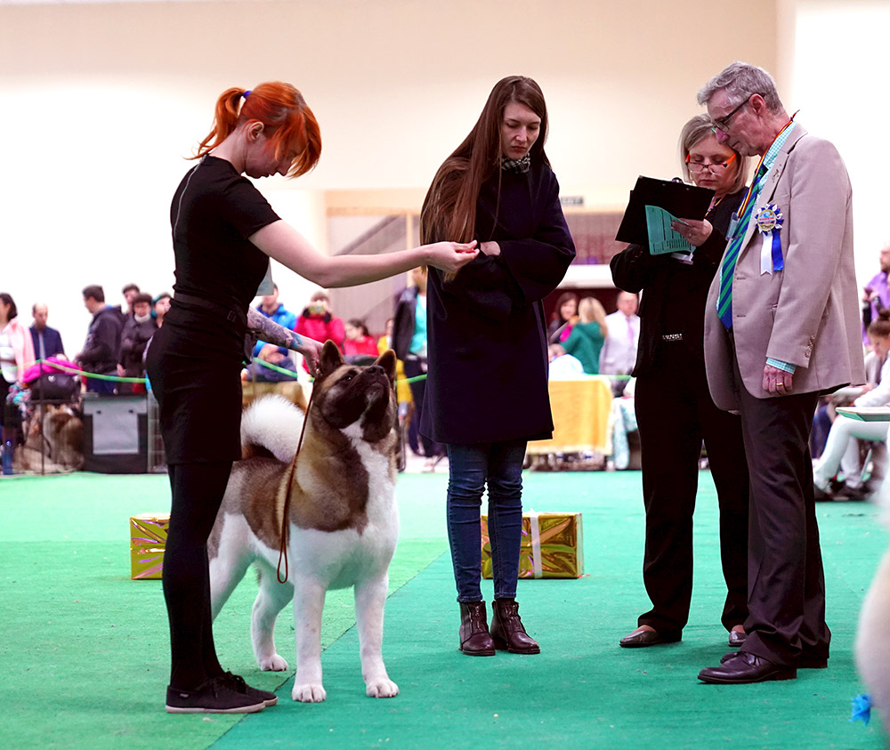Американская акита SIBERIAN HUNTER DAISY BEAUTY (KIRA)