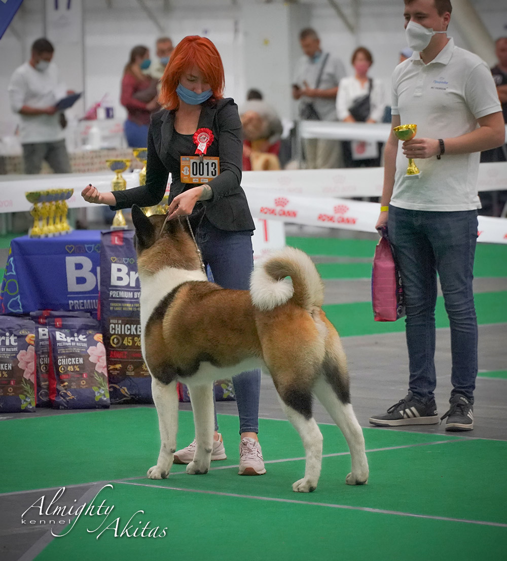 American akita ALL FOR ALMIGHTY BEFORE HEAVEN