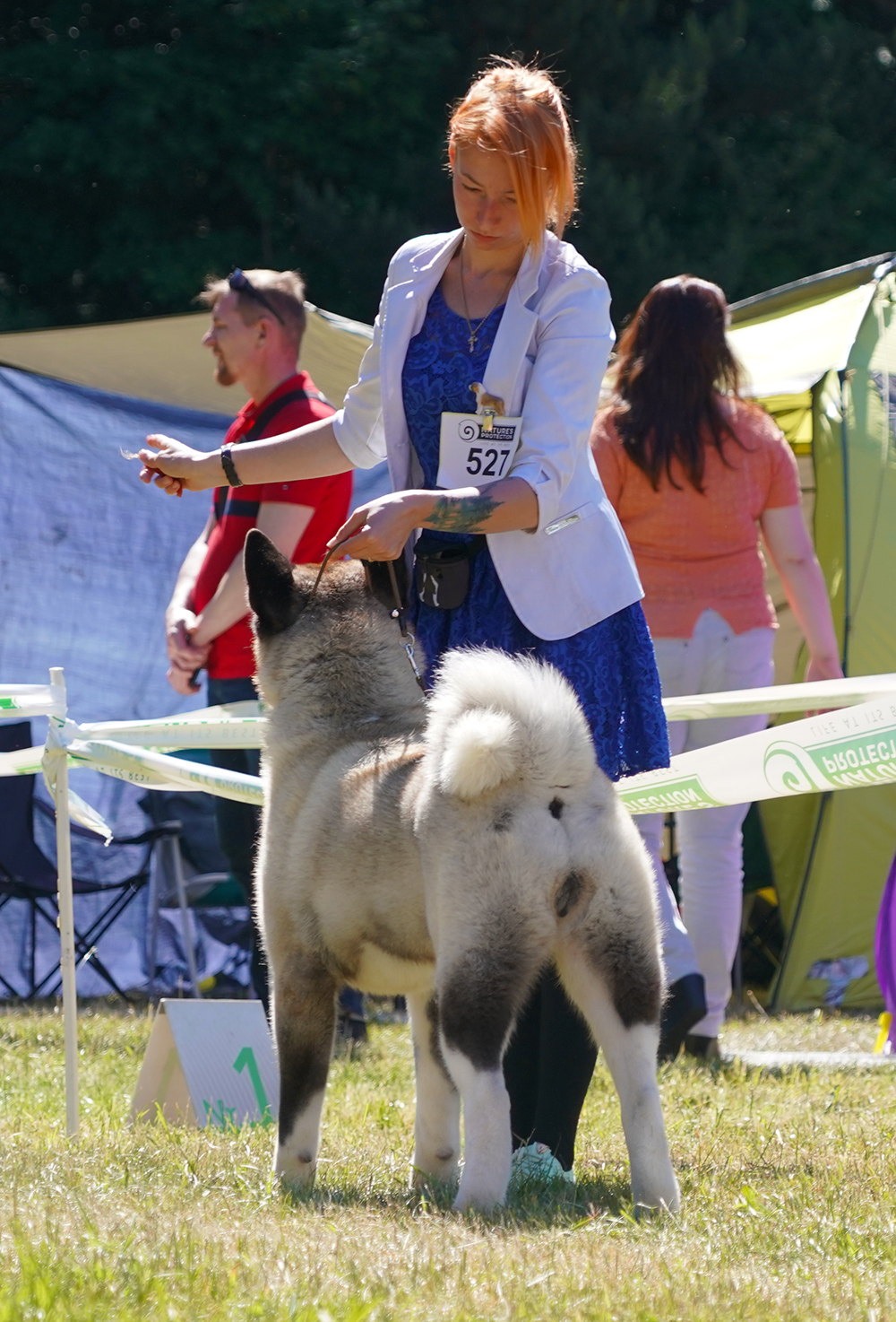 AMERICAN AKITA  ::: VICKY ::: АМЕРИКАНСКАЯ АКИТА