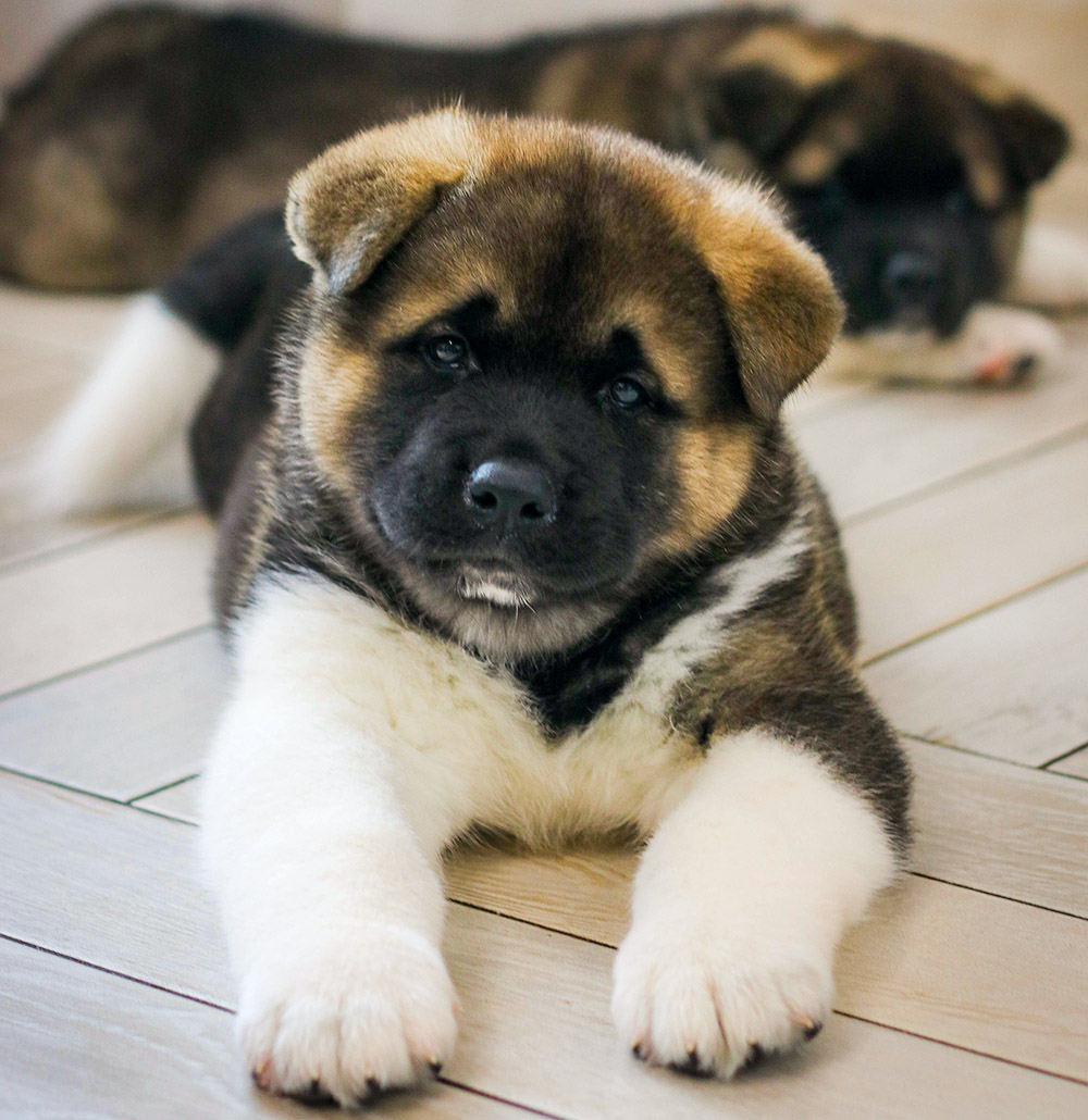 american akita puppy - MAGNUM OPUS - 6 weeks