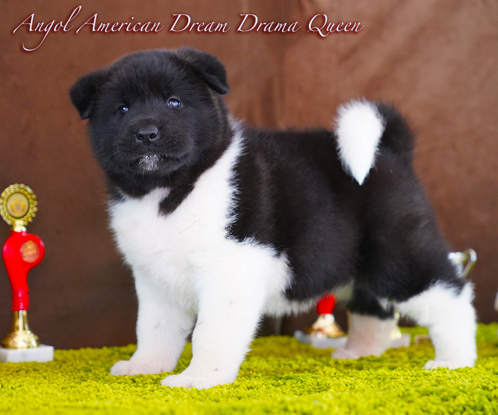 American Akita PUPPY - female- 6 weeks