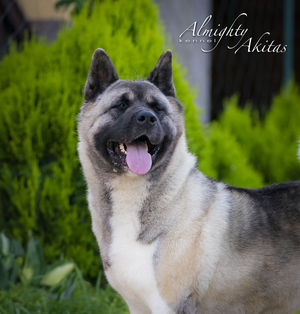 AMERICAN AKITA ::: AVRORA ::: Американская акита