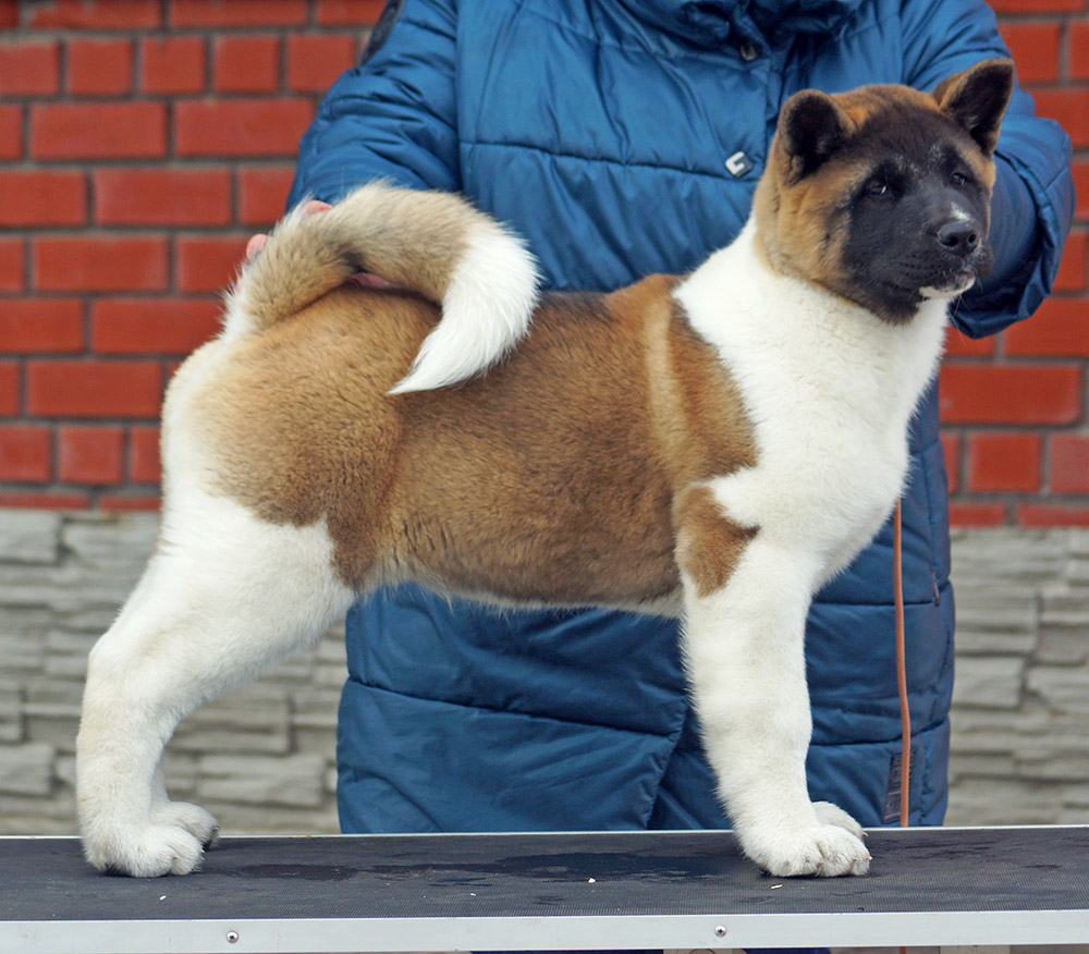 american_akita_puppy_SIBERIAN_HUNTER_ONLEY_4_mon