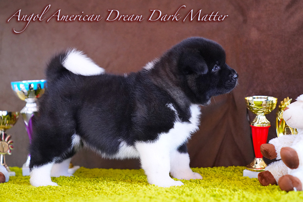 American Akita PUPPY - female- 6 weeks