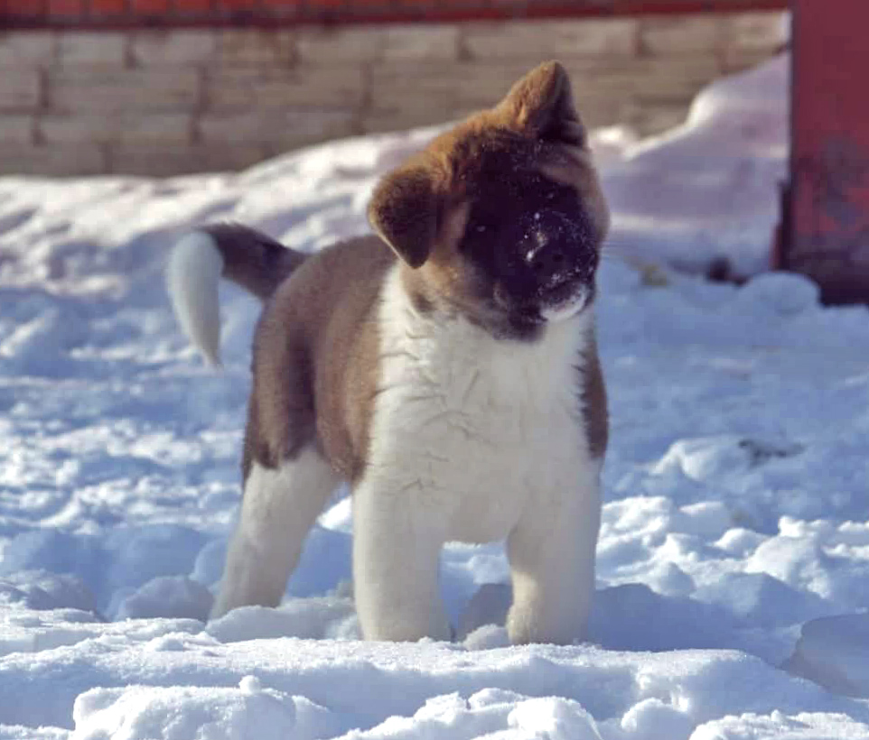 American Akita puppy SIBERIAN HUNTER OTHELLO