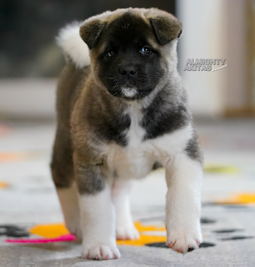 american akita puppy 7 weeks
